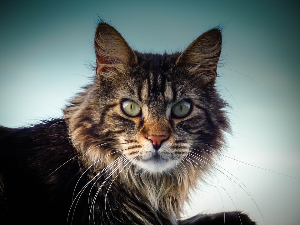 Large cat breeds  Maine Coon