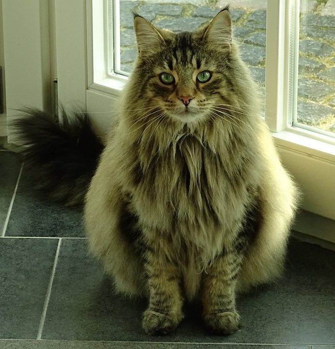Large cat breeds Norwegian Forest cat