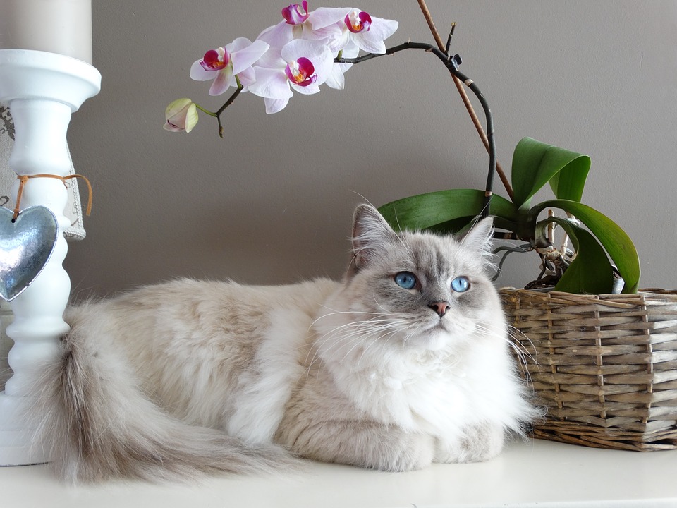 Long haired cat breeds Ragdoll
