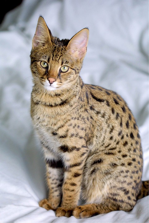Large cat breeds Savannah Cat