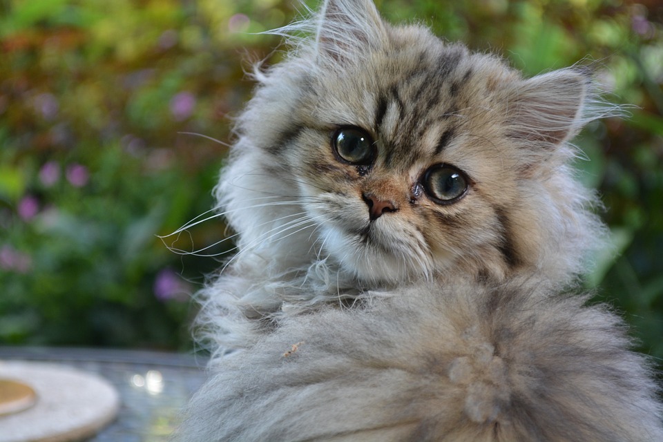 Best Cat Breeds Persian 2 