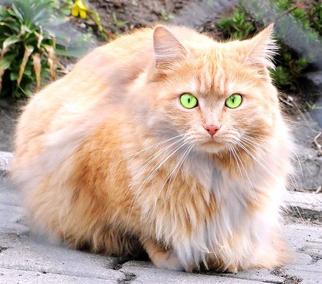 big cat breeds Persian cat