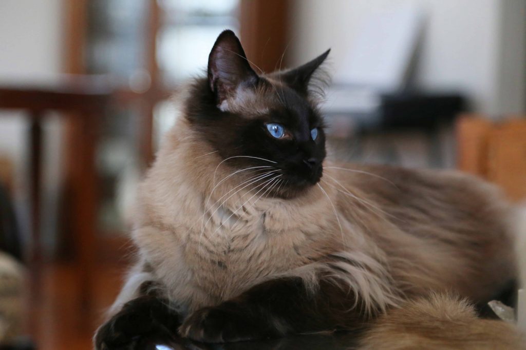 long-haired-cat-breeds-Balinese-2-1024x683