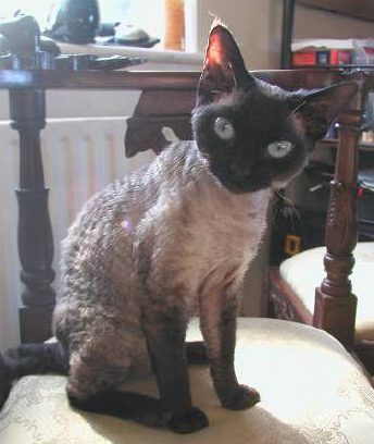 Teacup cat breeds Devon Rex Cats