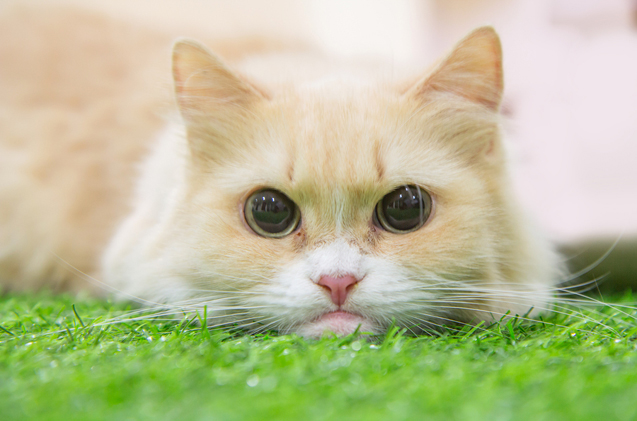 Teacup cat breeds Minuet cat