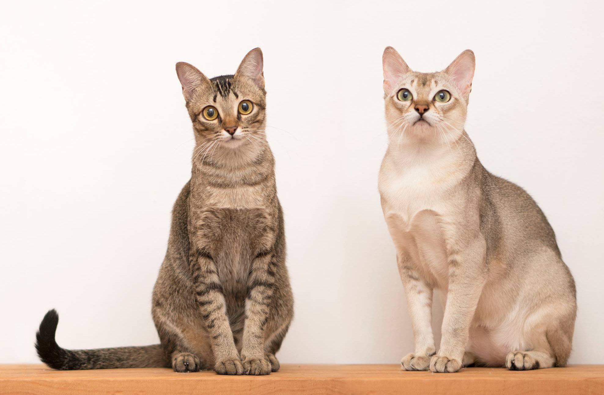 Teacup cat breeds Singapura Cats