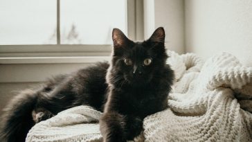 Black cat breeds long haired black cat
