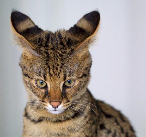 Information about Savannah cats
