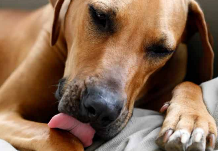 Dog Biting Nails: Reasons and Solutions