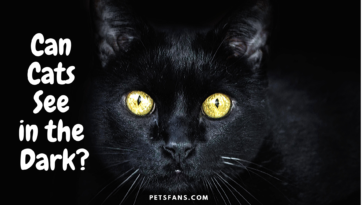 Can Cats See in the Dark- Do Cats Have Night Vision?
